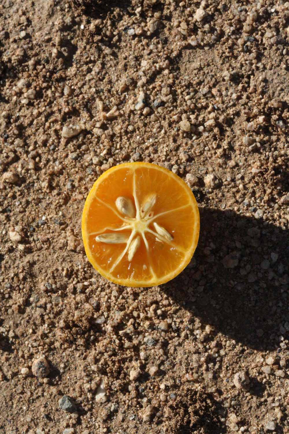              Fruit cross-section (Winter Haven, FL)       